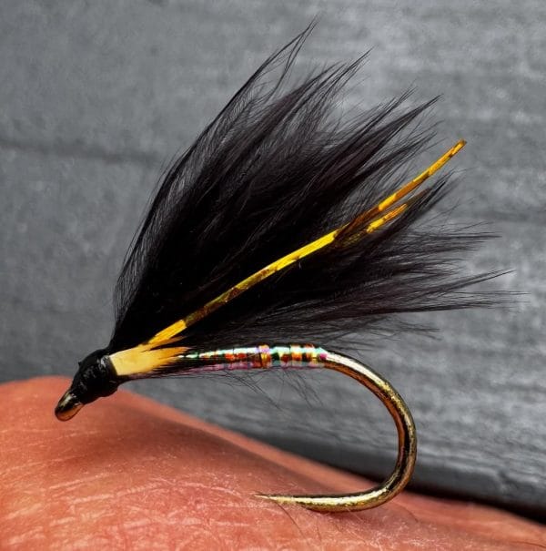 Gold Flash Cormorant