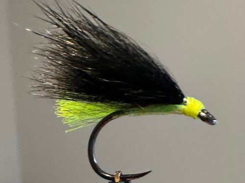 Black and Green Cormorant