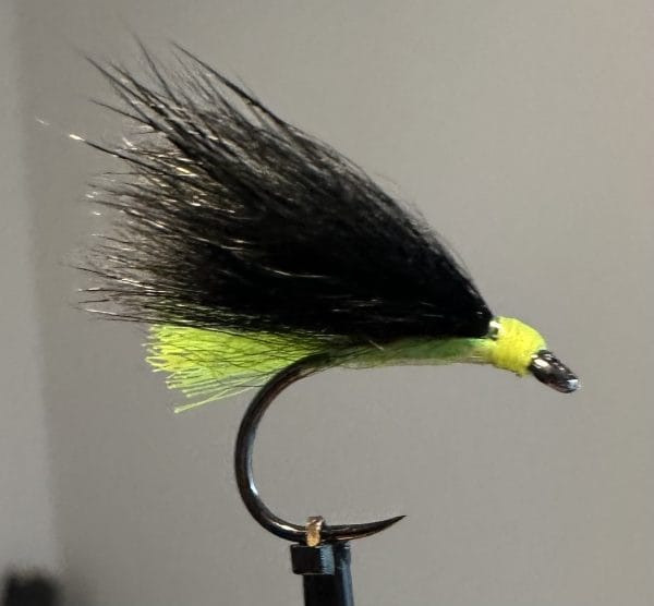 Cormorant