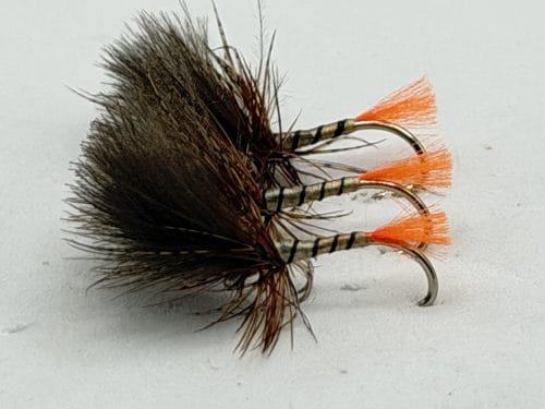 Yellow Owl Grunter - Orange Tail