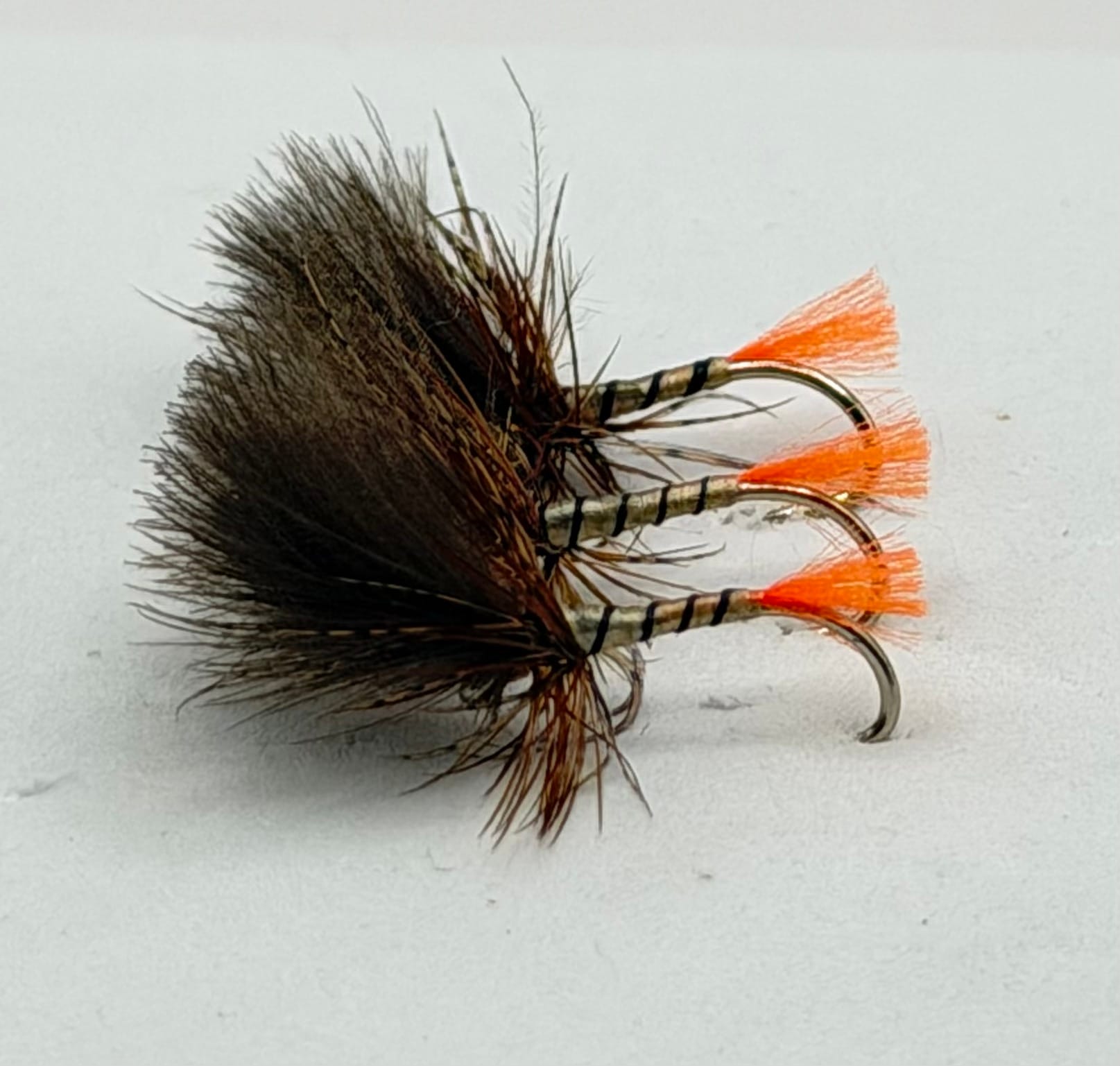 Yellow Owl Grunter - Orange Tail