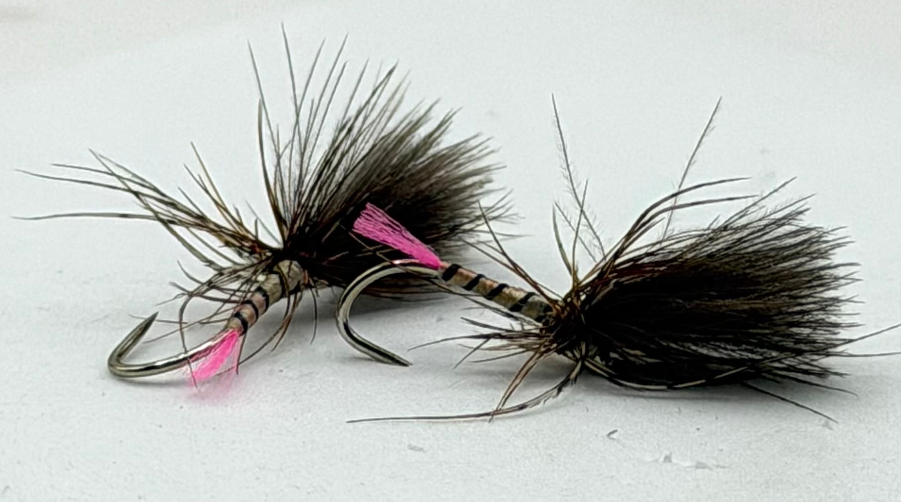 Yellow Owl Grunter - Pink Tail