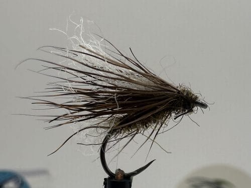 Black Sedge