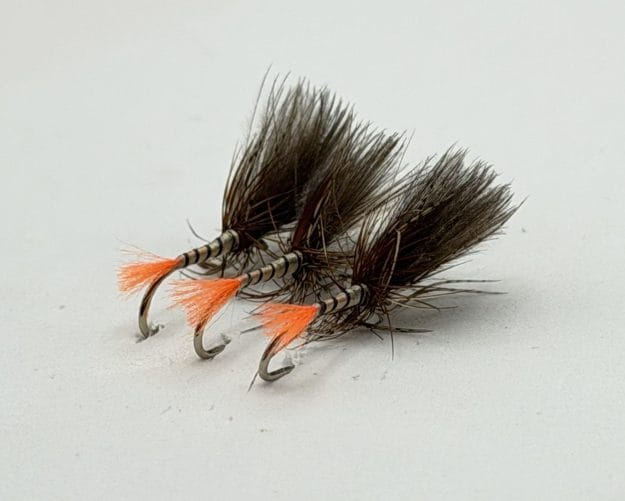 Yellow Owl Grunter - Orange Tail - Image 2