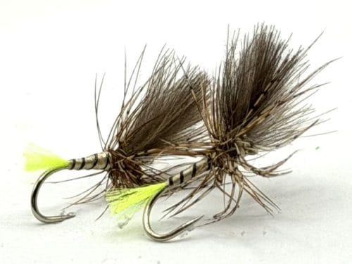 Yellow Owl Grunter - Yellow Tail