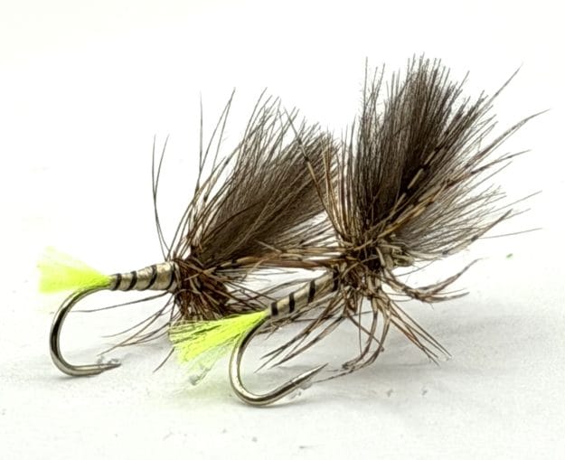 Yellow Owl Grunter - Yellow Tail